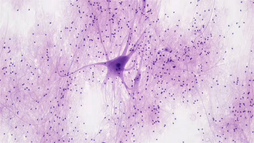 The Adaptive Brain: Exploring the Power of Neuroplasticity